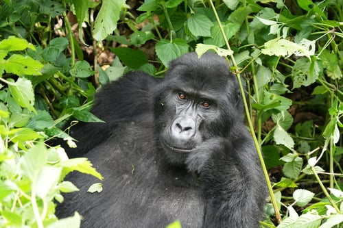 gorilla in Ugandan jungle with head resting on fist
