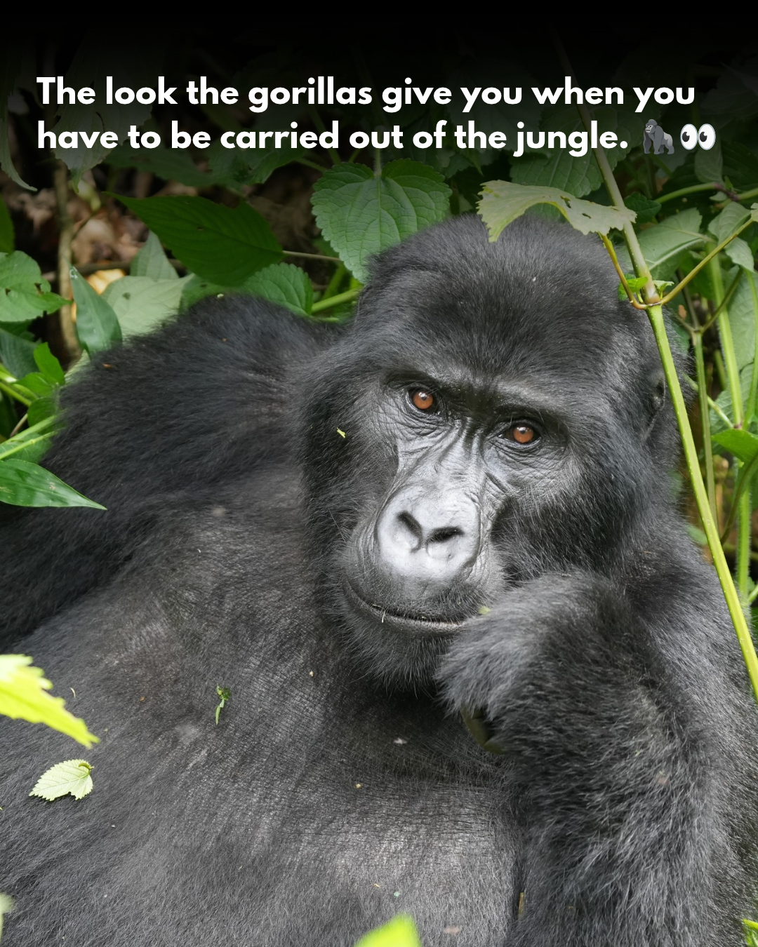 gorilla 1