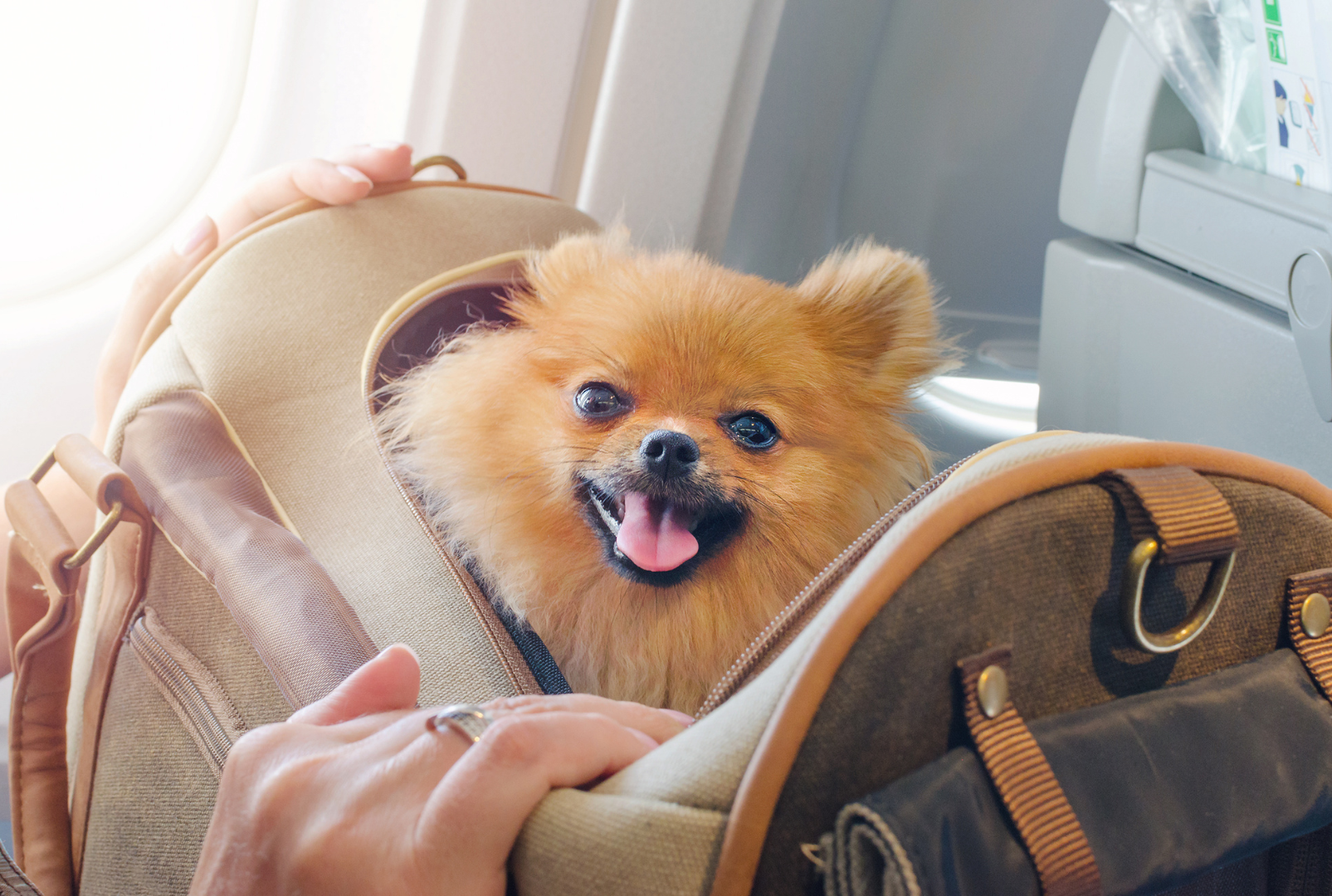 Paws & Passports: Tips for Exploring the World with Your Pets