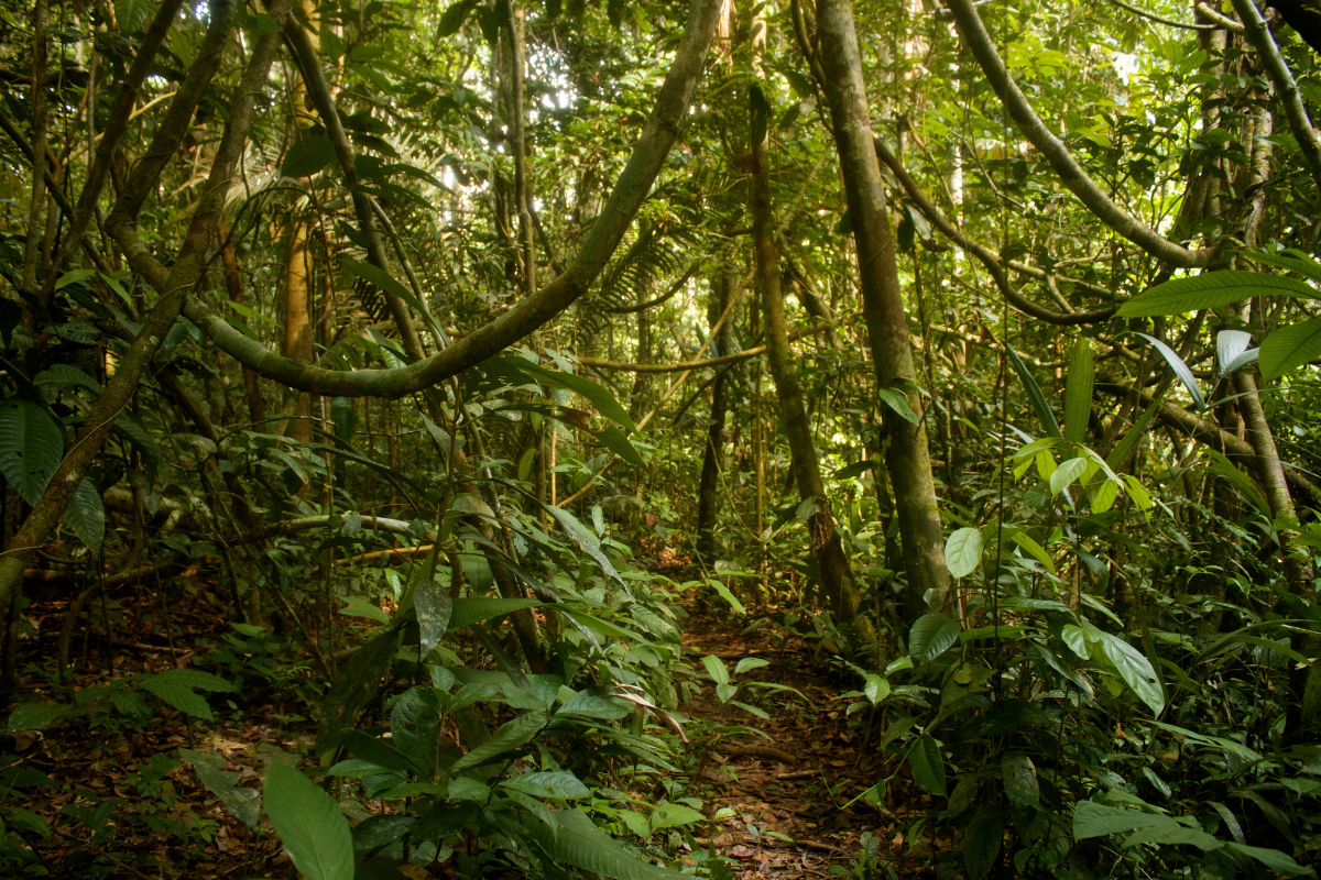 Dense Rainforest Amazon Jungle Type image